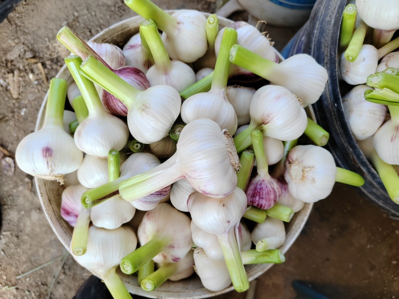 商丘大蒜大量上市，价格美丽