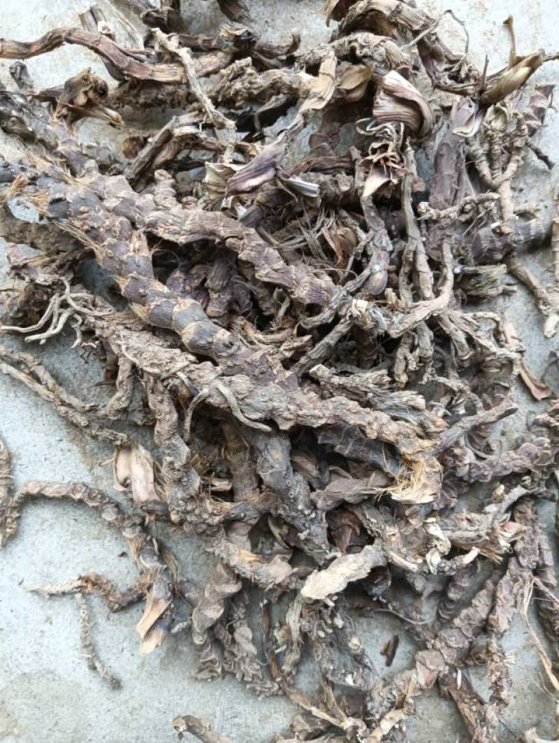 供应石菖蒲精品自然种植药效显著