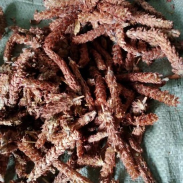夏枯球