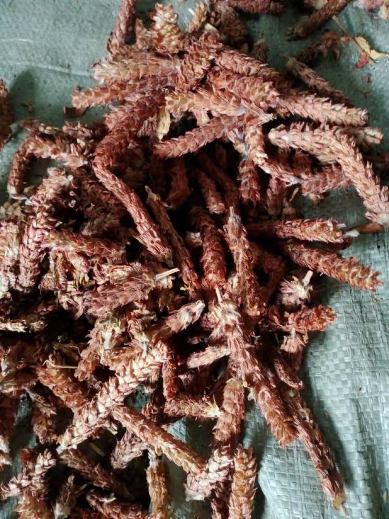 夏枯球