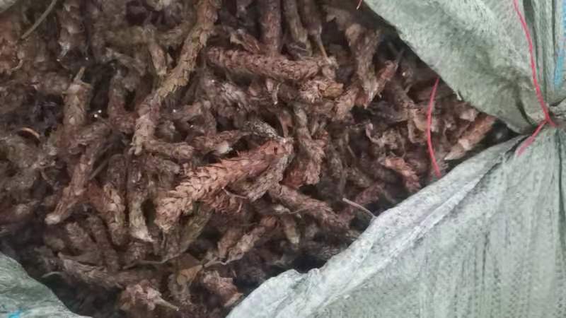夏枯球