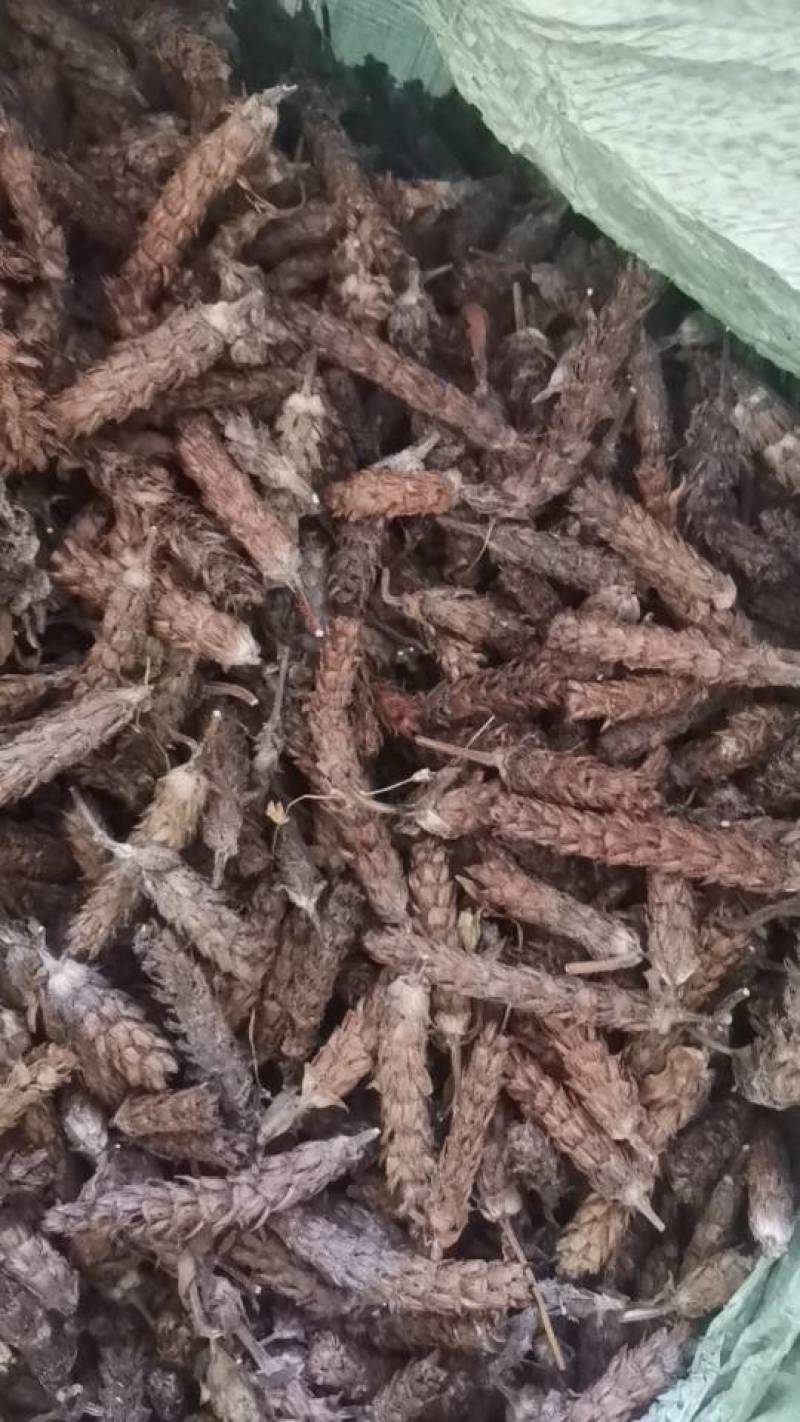 夏枯球