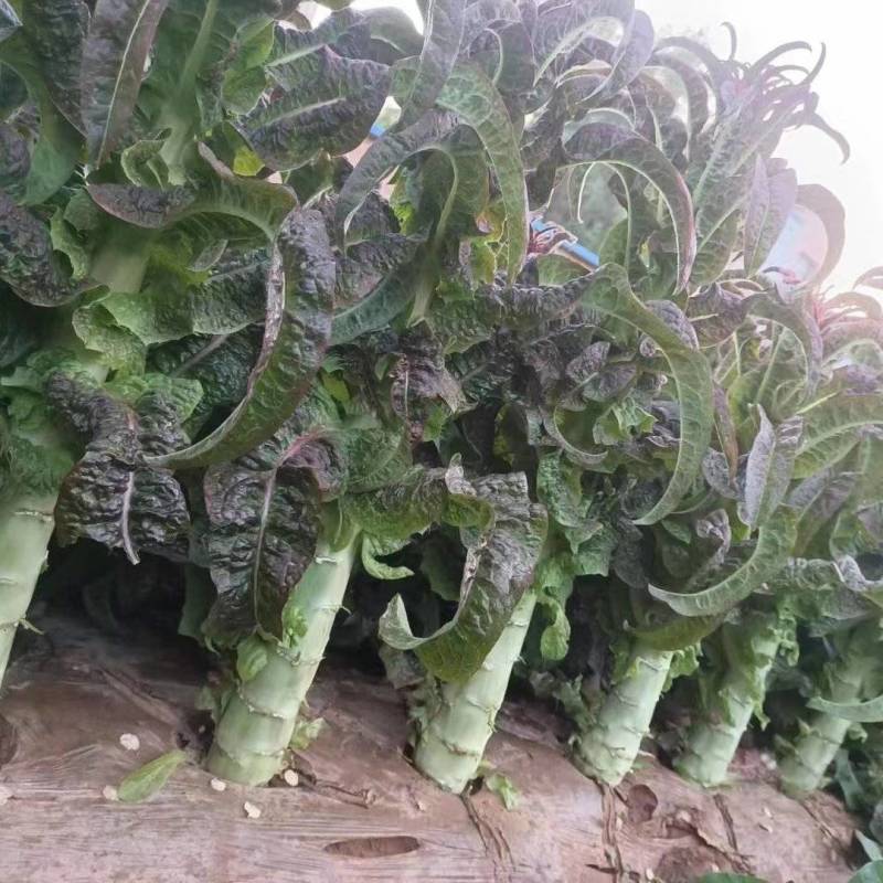 红叶莴笋大量开市