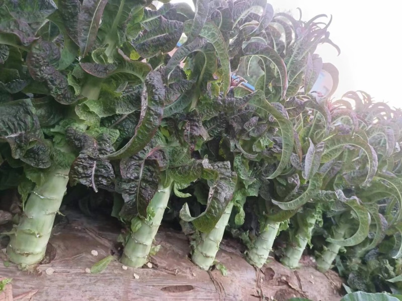 红叶莴笋大量开市
