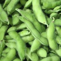 安徽本地大青豆大量上市，产地直发一手货源