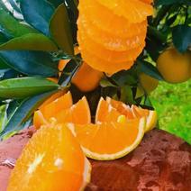 湖北宜昌秭归夏橙大量供应，皮薄多汁，果面干净，货源充足。