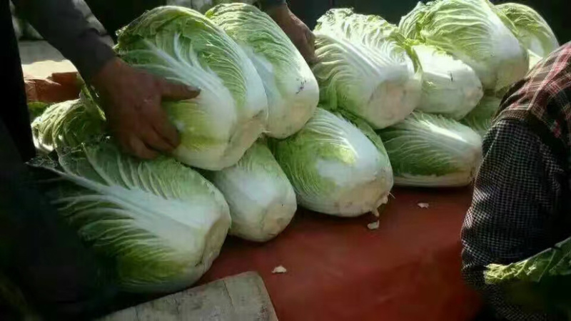 白菜，黄心白菜