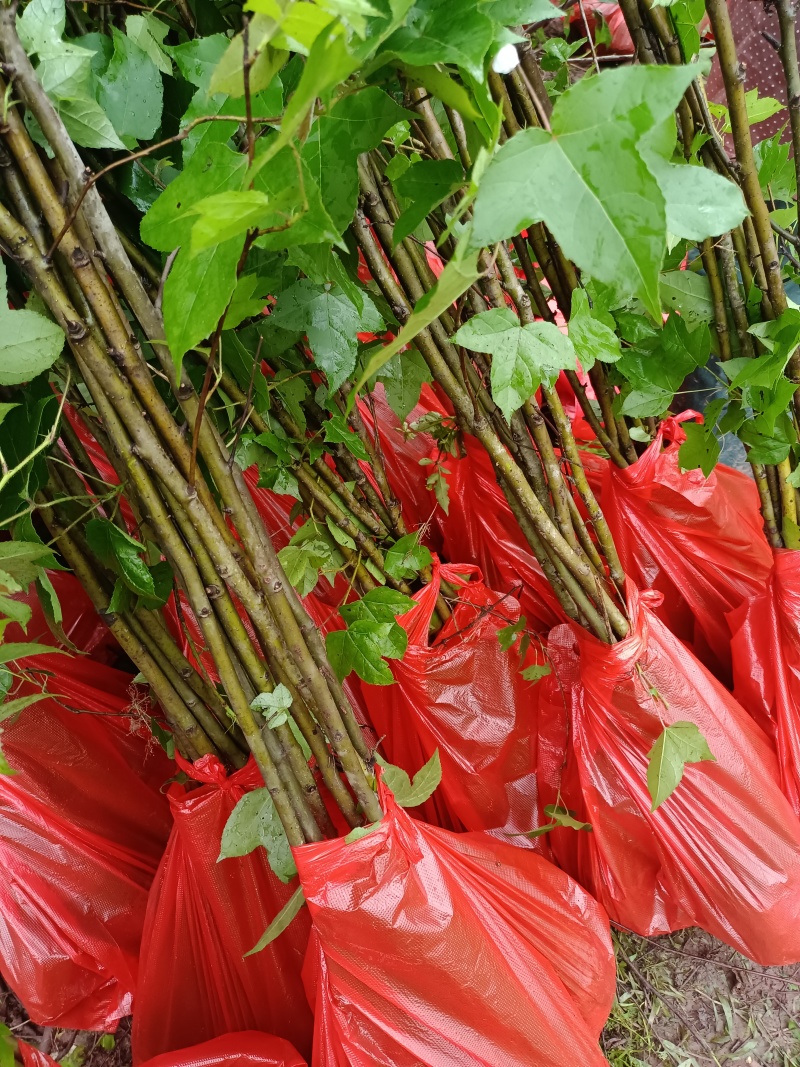 精品枫香袋苗杯苗，量大从优欢迎咨询下单