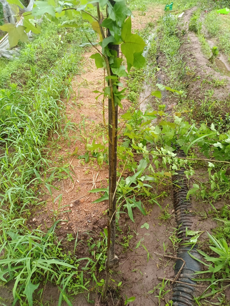 精品枫香袋苗杯苗，量大从优欢迎咨询下单
