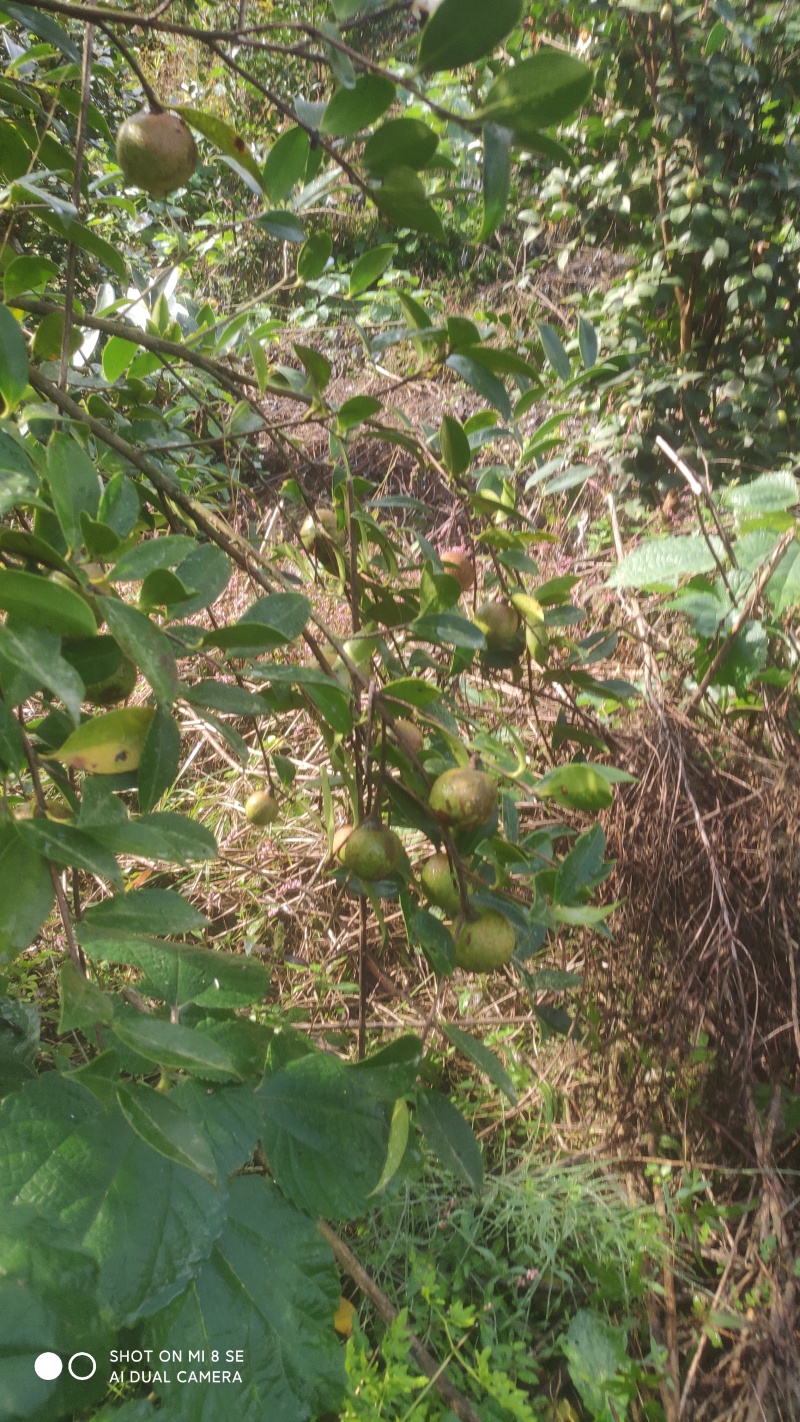 湖北武当仙山天然淫羊藿，品质优，效果好，深受顾客喜爱