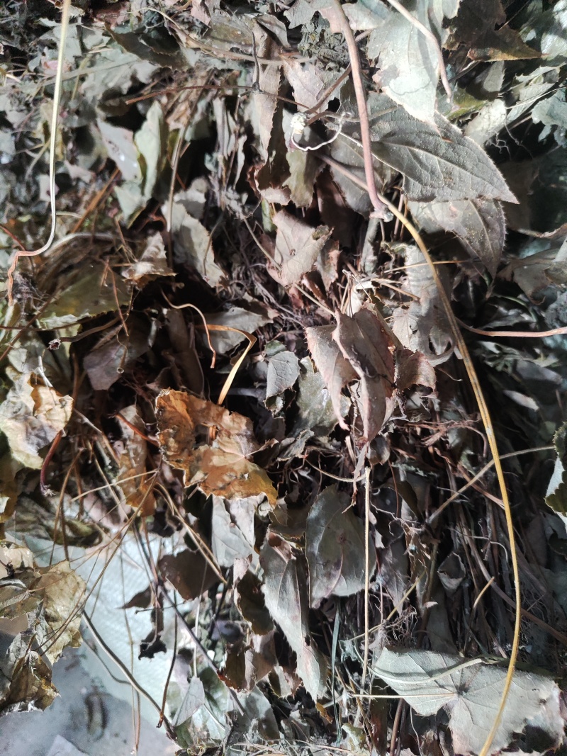 湖北武当仙山天然淫羊藿，品质优，效果好，深受顾客喜爱