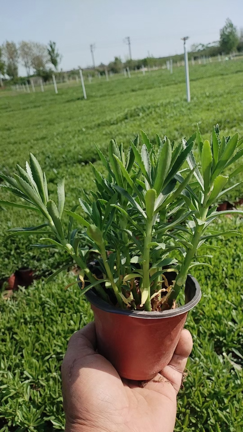 三七景天费菜救心菜高钙菜常年销售各种绿化苗木