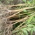 木荷袋苗各规格有货基地供应货源充足量大从优欢迎咨询