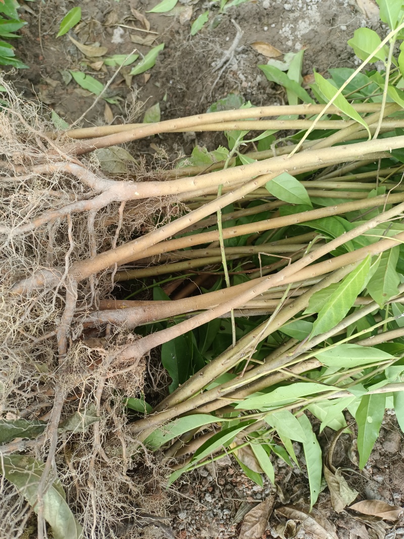 木荷袋苗各规格有货基地供应货源充足量大从优欢迎咨询