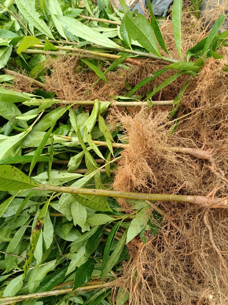 木荷袋苗各规格有货基地供应货源充足量大从优欢迎咨询