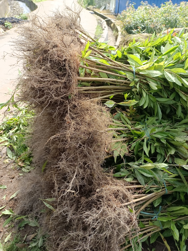 木荷袋苗各规格有货基地供应货源充足量大从优欢迎咨询