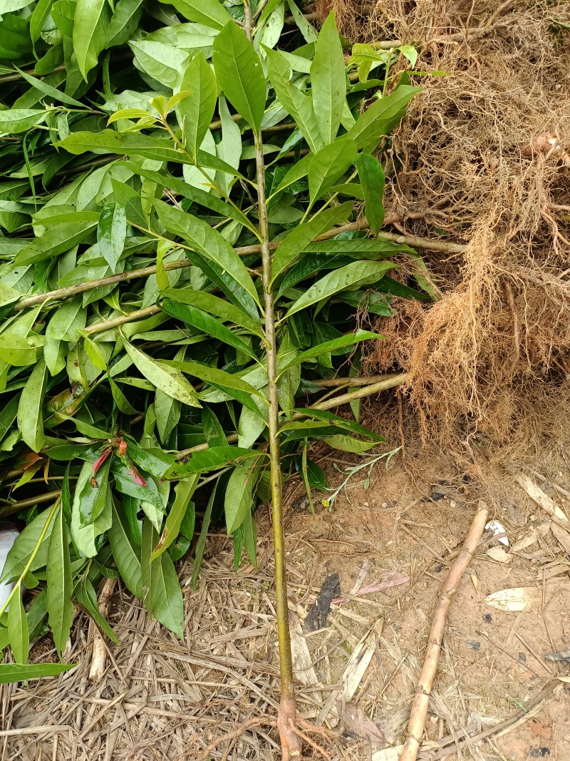 木荷袋苗各规格有货基地供应货源充足量大从优欢迎咨询