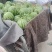 美都8424小丸糖丸帅童无籽西瓜