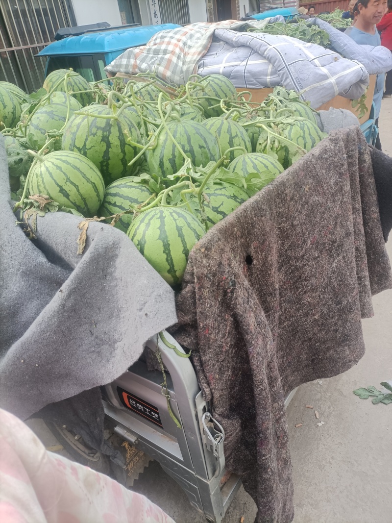 美都8424小丸糖丸帅童无籽西瓜
