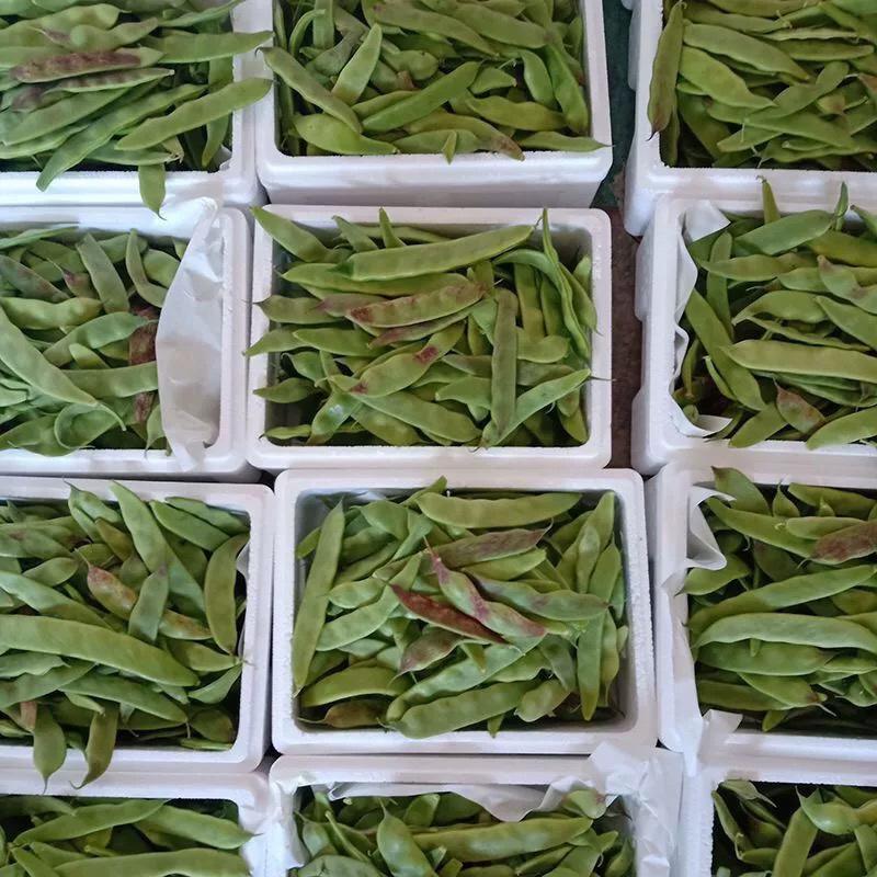 东北油豆角架豆九月青大量有货，无筋不柴，无锈无斑。