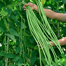 豆角长豆角豇豆产地大量供应欢迎咨询订购