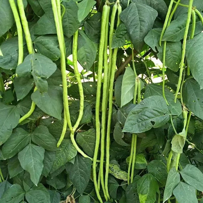 湖北豆角长豆角豇豆产地大量供应欢迎咨询订购