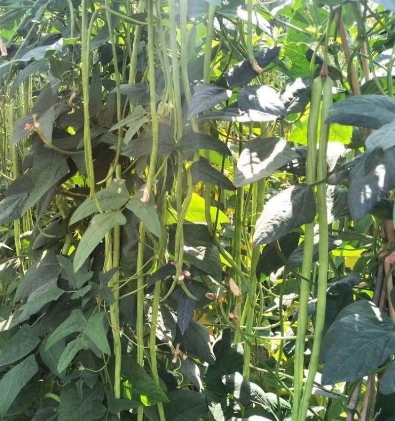 湖北豆角长豆角豇豆产地大量供应欢迎咨询订购