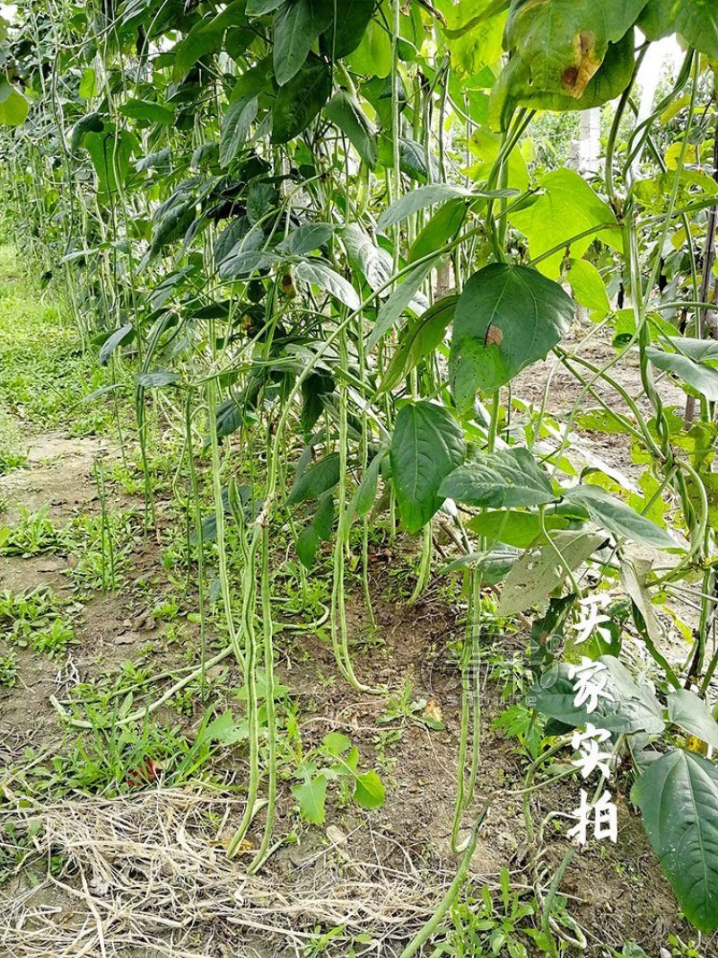 湖北豆角长豆角豇豆产地大量供应欢迎咨询订购