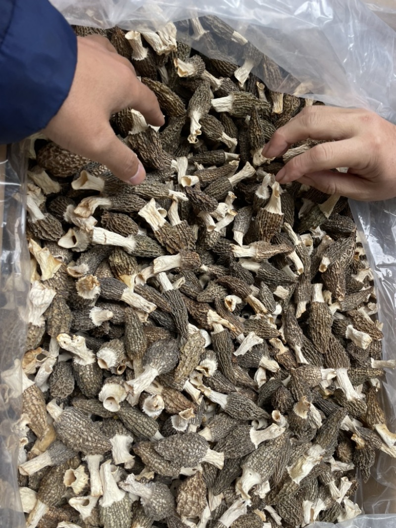 羊肚菌大量上市欢迎来定