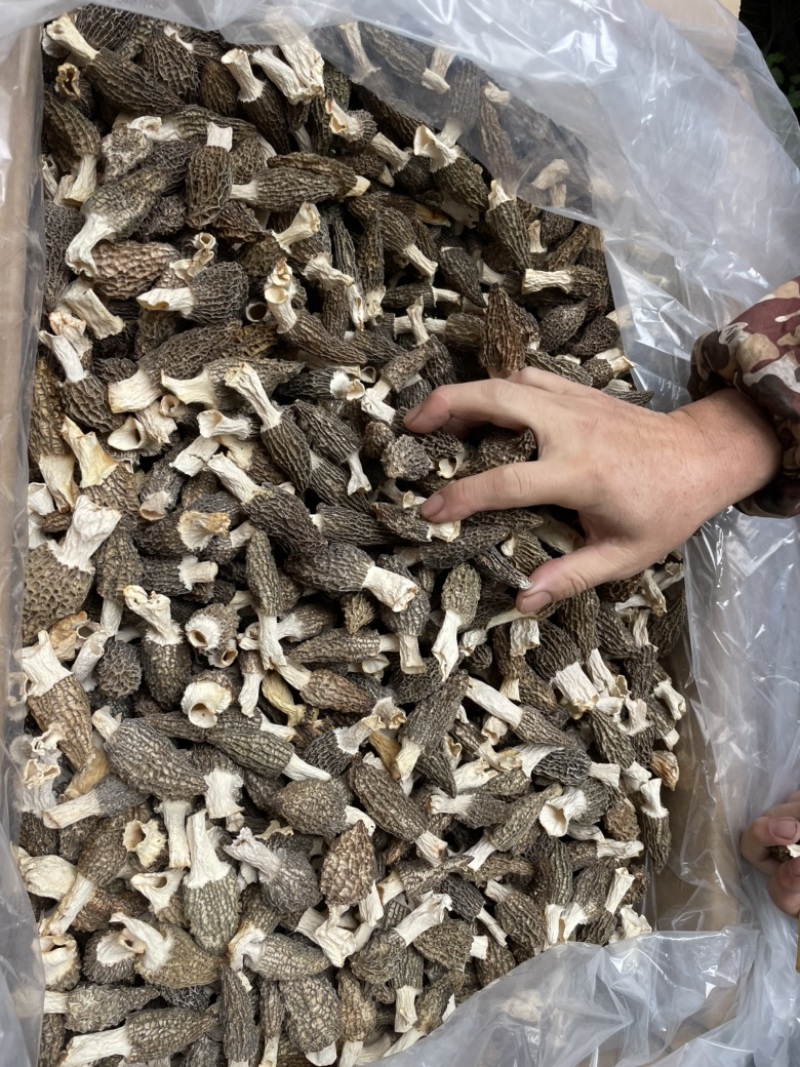 羊肚菌大量上市欢迎来定