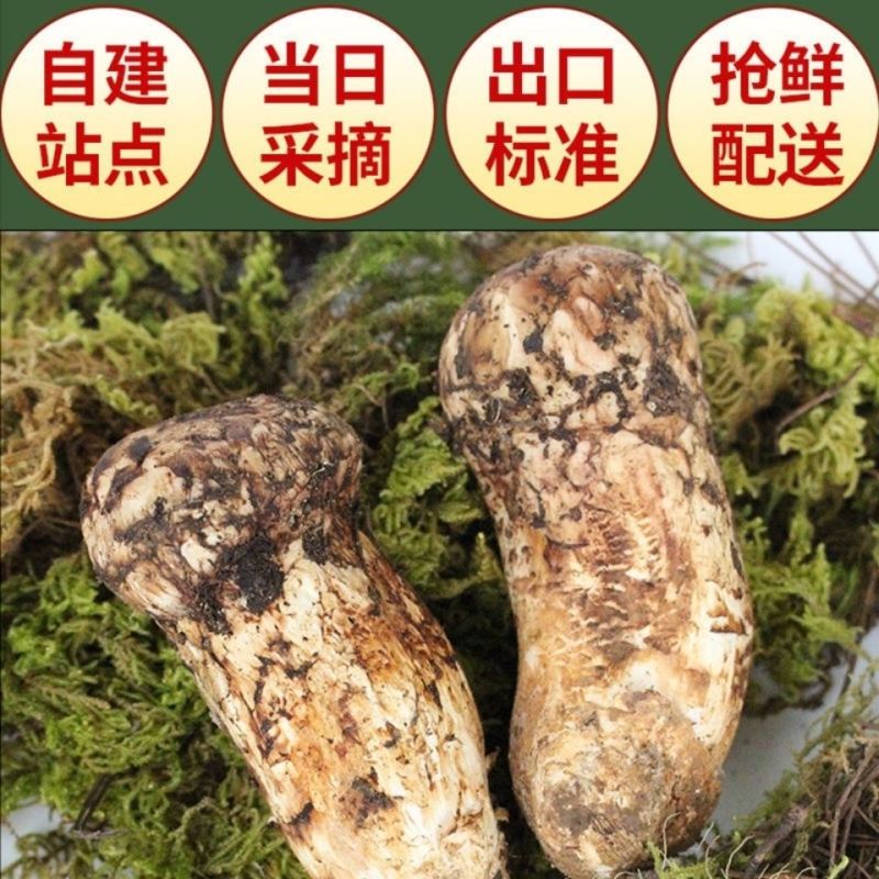 松茸，鲜松茸，生态松茸基地大量种植全国直销