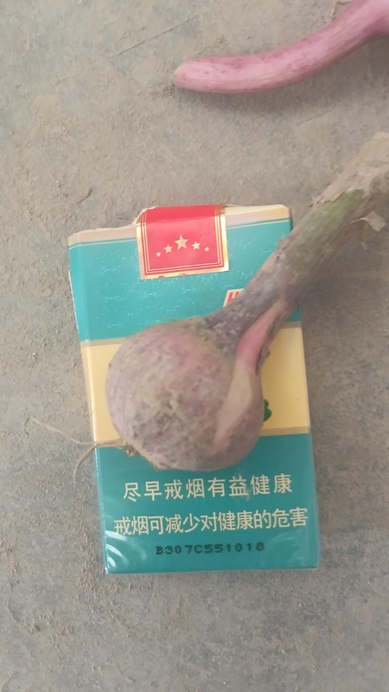 云南独头蒜，各种规格，可以分级，可以原包