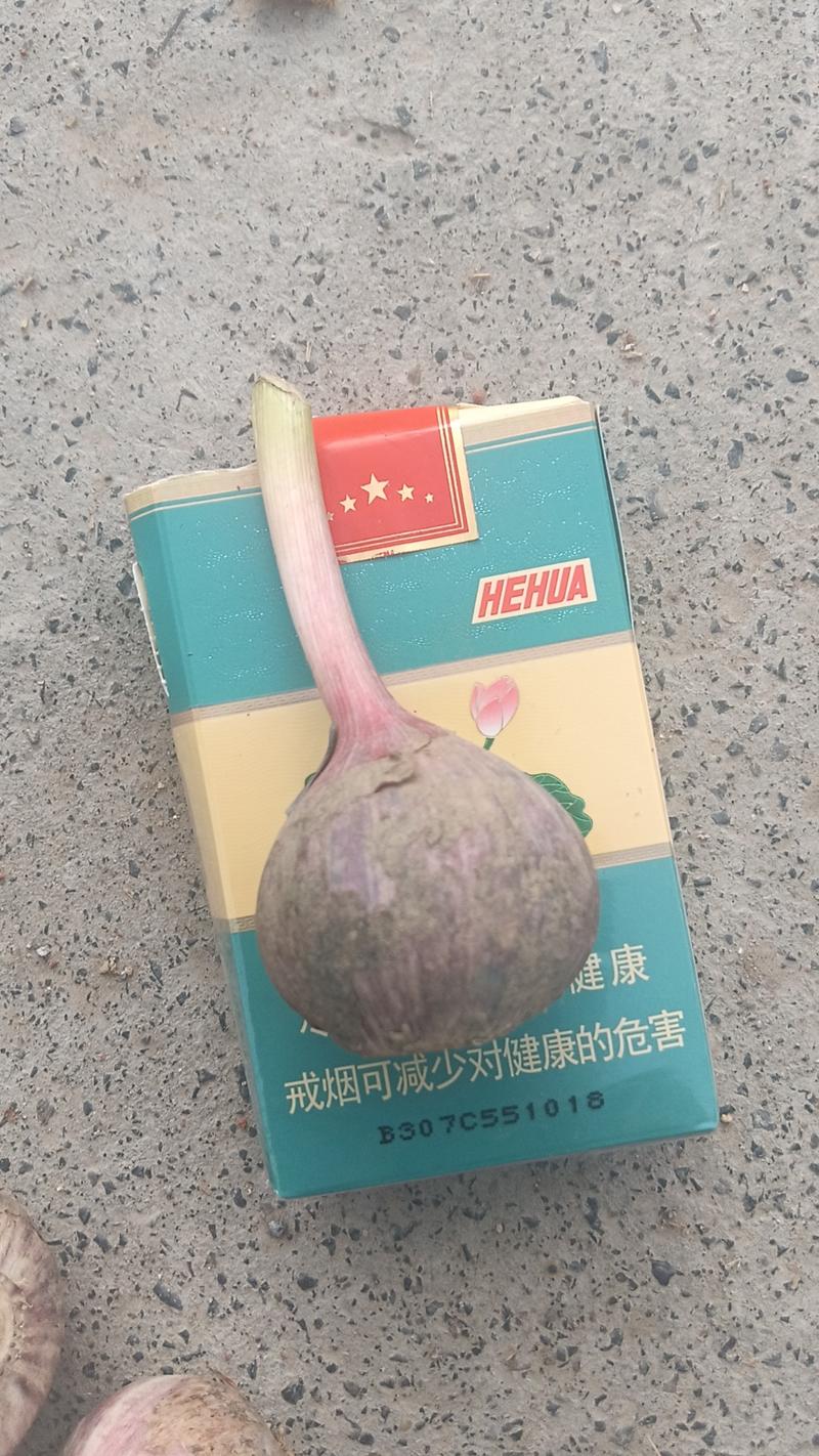 云南独头蒜，各种规格，可以分级，可以原包