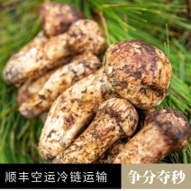 松茸，鲜松茸，松茸批发，生态松茸量大质优价格优惠