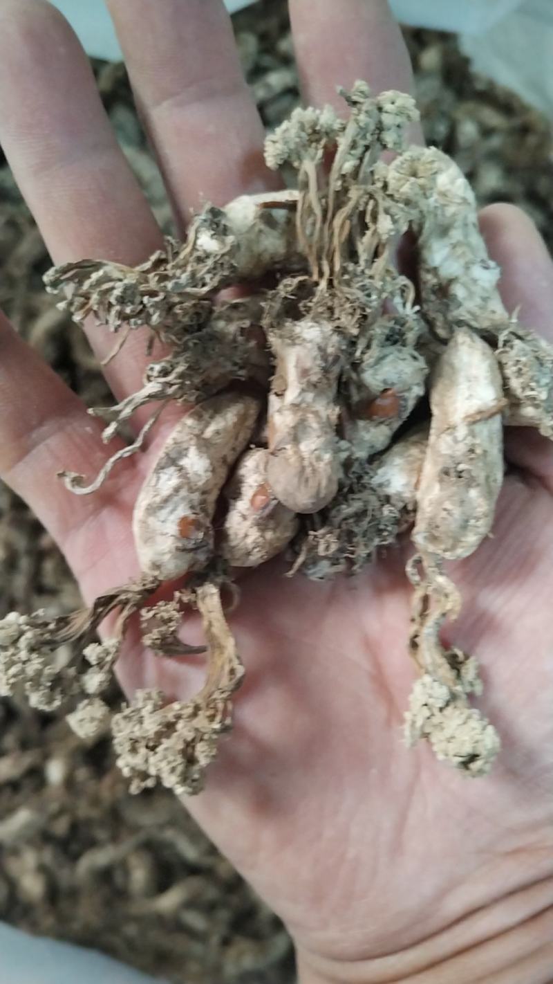 金蝉花，野生干品新货，大别山区一手货源，质量保证！