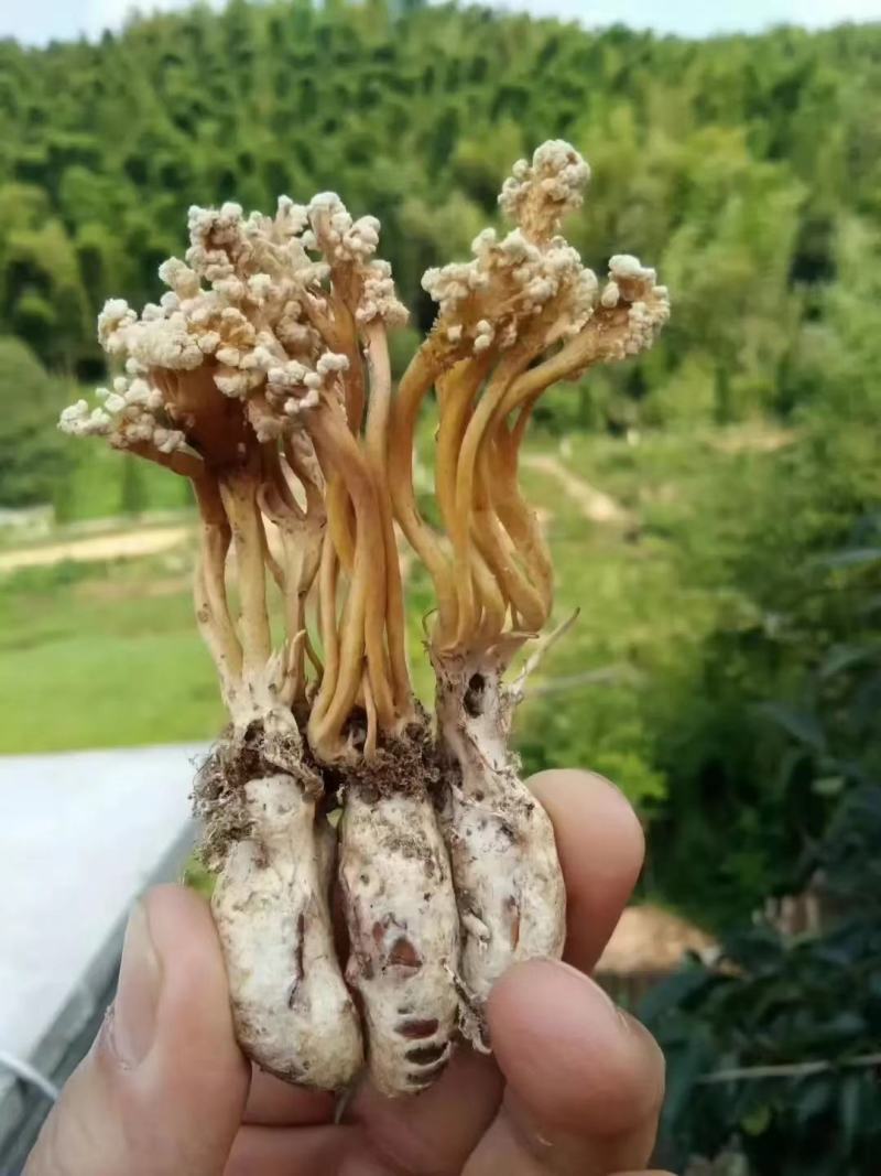 金蝉花，野生干品新货，大别山区一手货源，质量保证！