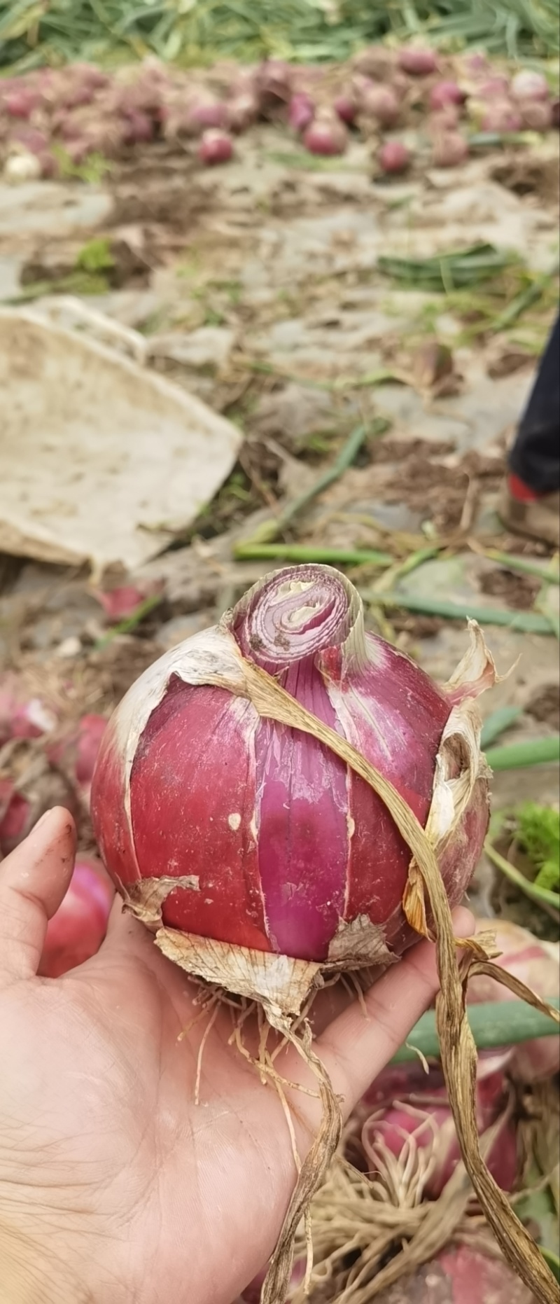 大邑红皮洋葱价格便宜量大从优有需要的老板电话