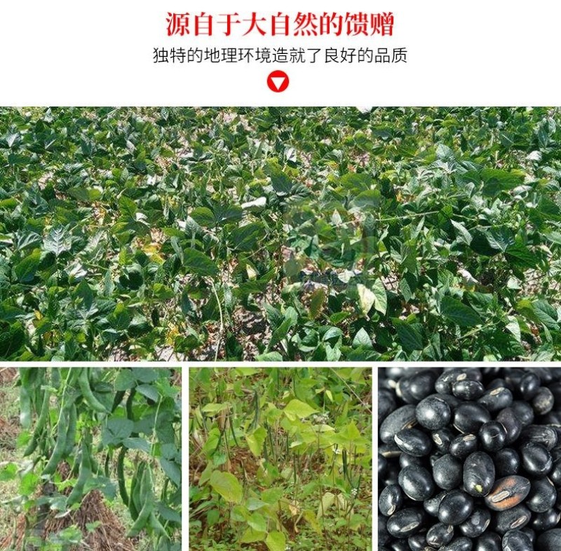 东北精品青仁黑豆绿心黑豆黑豆腐黑豆浆商用家用均可