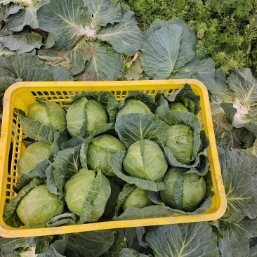 新甘蓝大量有精品货