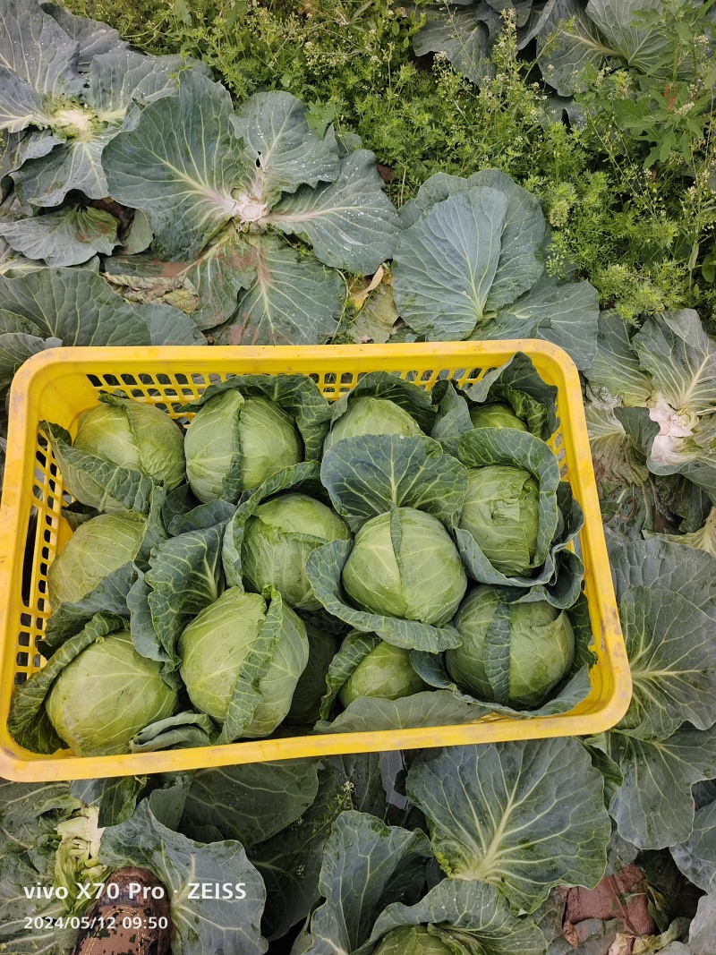 新甘蓝大量有精品货