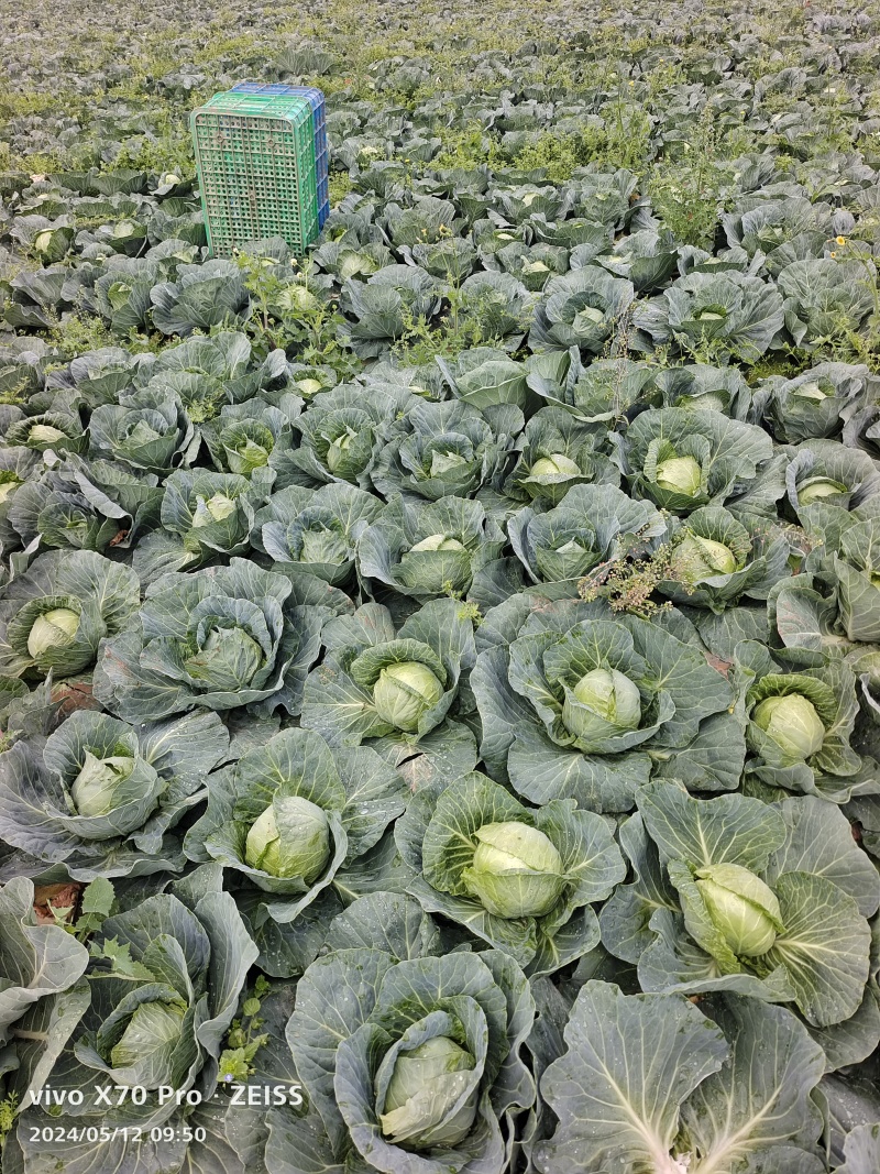 新甘蓝大量有精品货