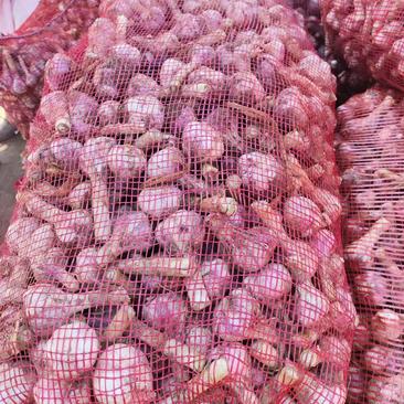 红根蒜苗种孑，供应全国市场，质量好，价格不高