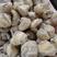 东北种植毛慈菇大豆