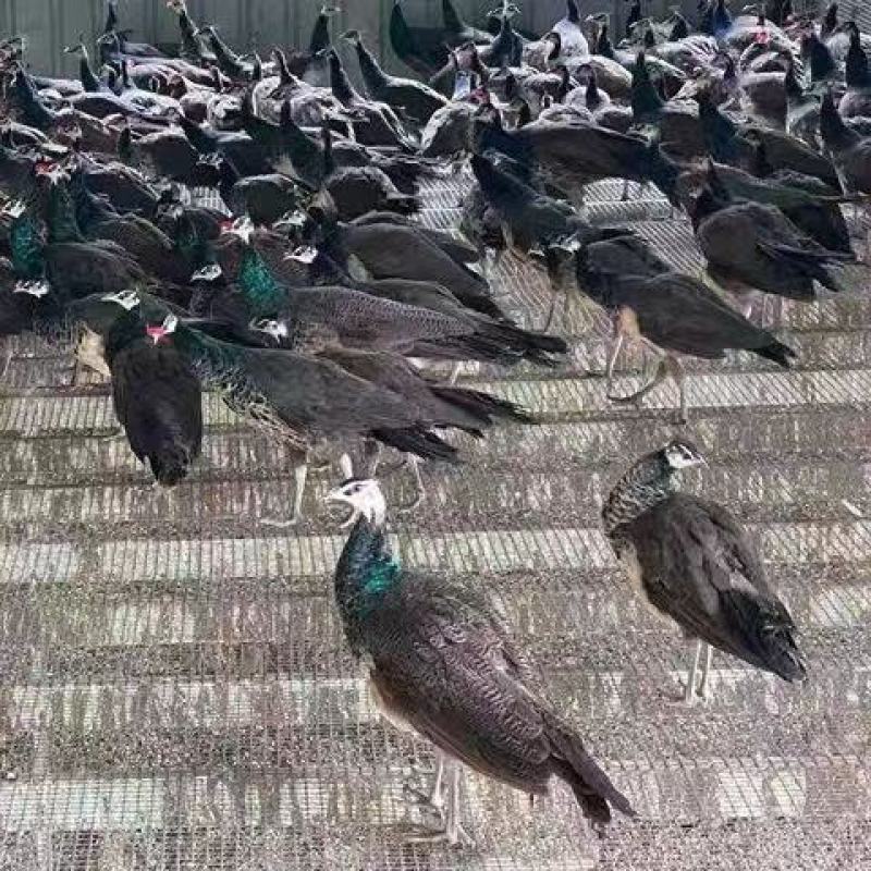 养殖蓝孔雀苗