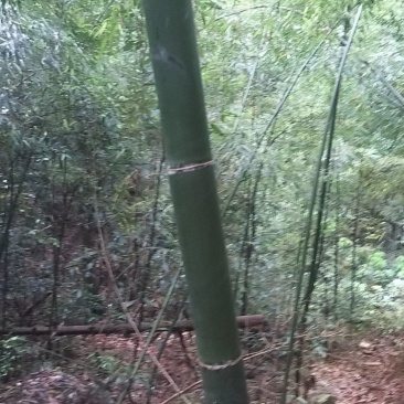 苦竹，冬瓜竹，香蕉竹，大量出售，一手货源，