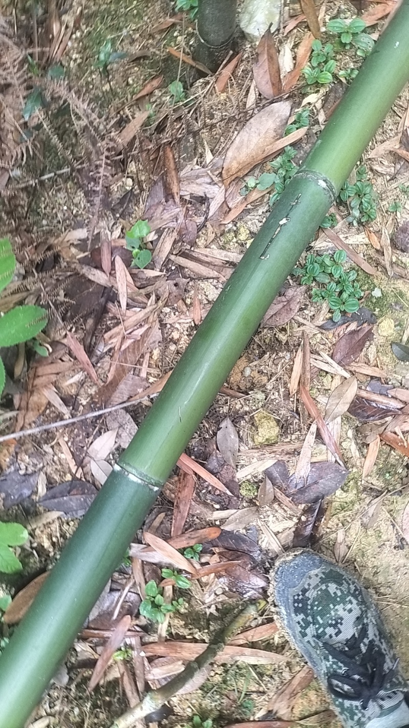 苦竹，冬瓜竹，香蕉竹，大量出售，一手货源，