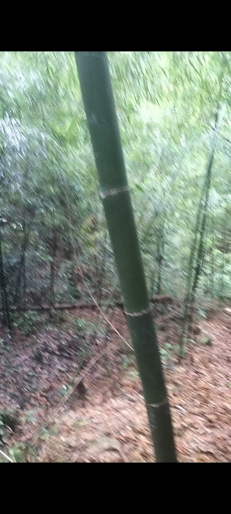 苦竹，冬瓜竹，香蕉竹，大量出售，一手货源，