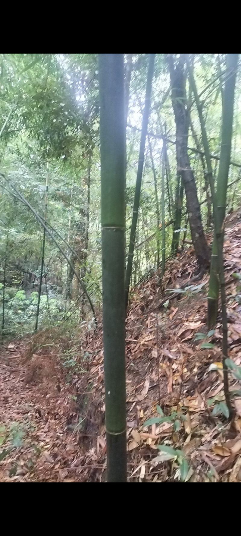 苦竹，冬瓜竹，香蕉竹，大量出售，一手货源，