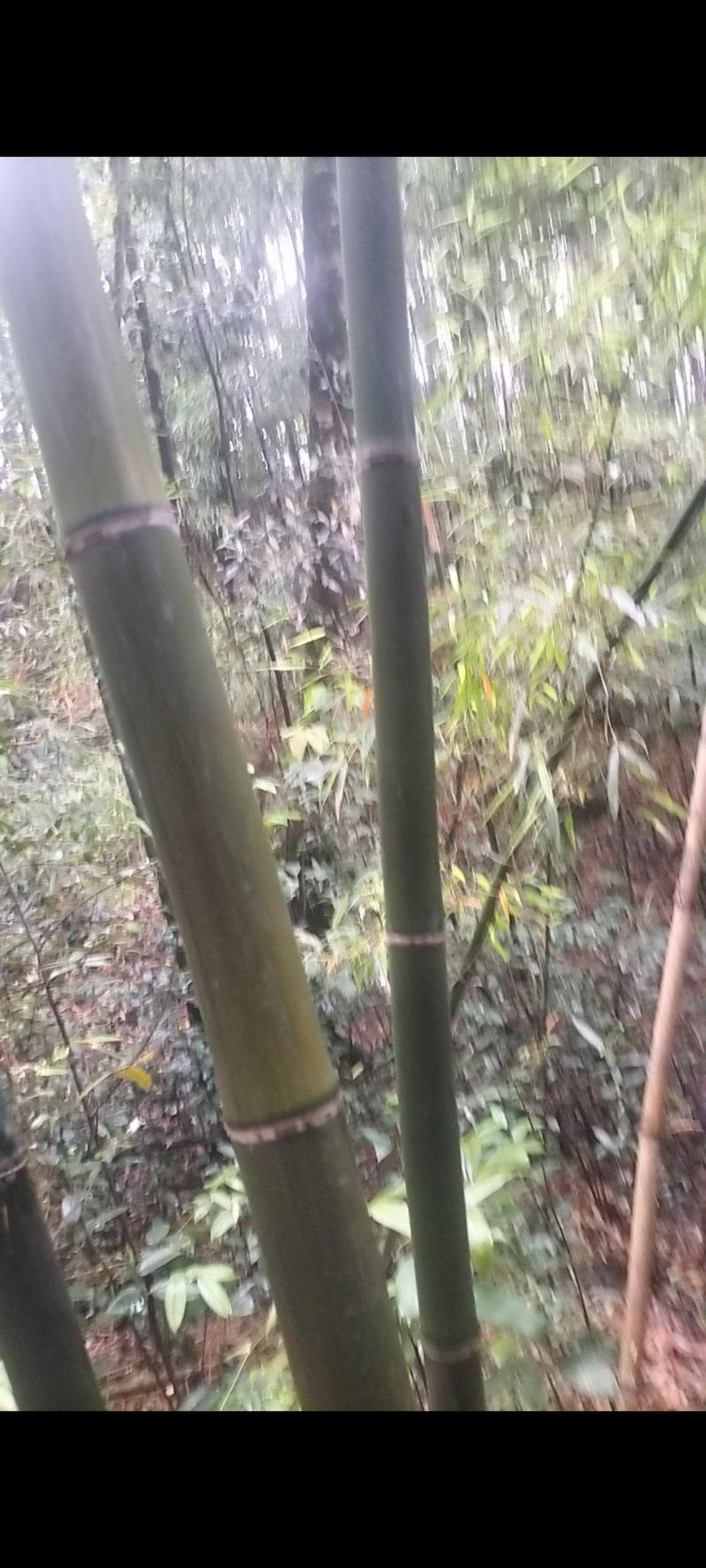 苦竹，冬瓜竹，香蕉竹，大量出售，一手货源，