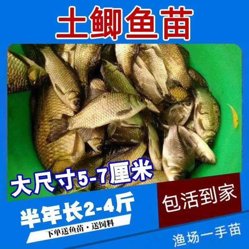 小银鲫鱼湘鲫鱼苗淡水活体草鱼花鲢苗